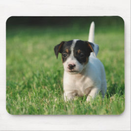 Jack Russell Terrier Welpe Mousepad