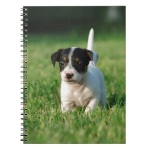 Jack Russell Terrier Welpe Notizblock