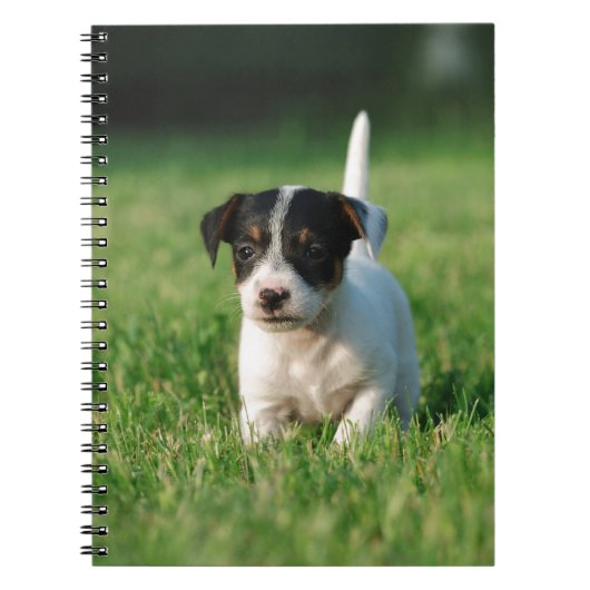 Jack Russell Terrier Welpe Notizblock (Vorderseite)