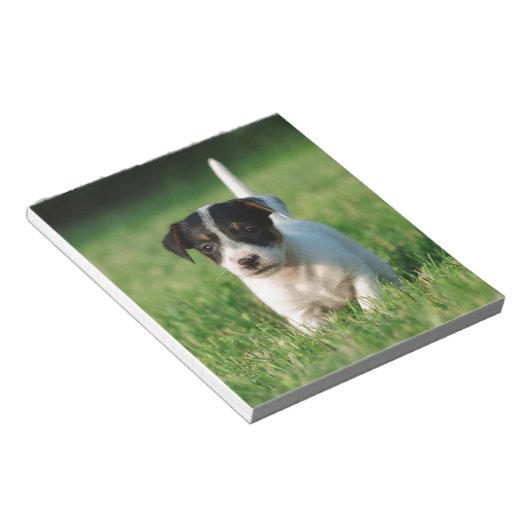 Jack Russell Terrier Welpe Notizblock (angewinkelt)