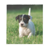 Jack Russell Terrier Welpe Notizblock (Vorderseite)