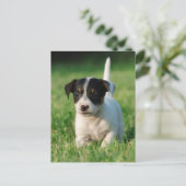 Jack Russell Terrier Welpe Postkarte (Stehend Vorderseite)
