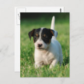 Jack Russell Terrier Welpe Postkarte (Vorne/Hinten)