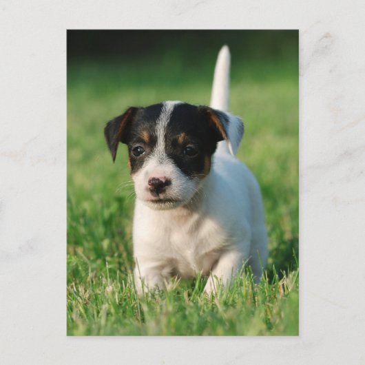 Jack Russell Terrier Welpe Postkarte (Vorderseite)