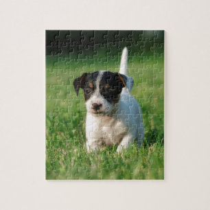 Jack Russell Terrier Welpe Puzzle