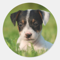 Jack Russell Terrier Welpe
