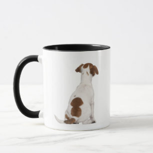 Jack-Russell-Terrierwelpe (3 Monate alte) Tasse