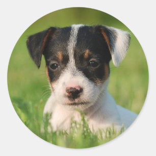 Jack-Russell-Terrierwelpe Runder Aufkleber