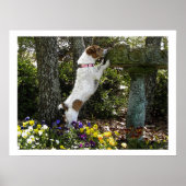 JACK RUSSELL TERRIOR POSTER (Vorne)
