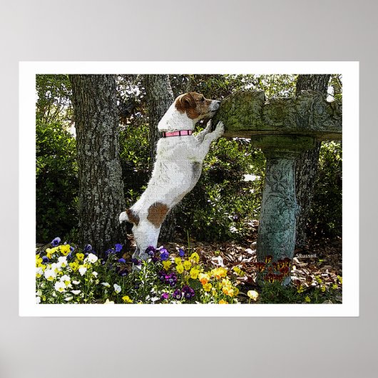 JACK RUSSELL TERRIOR POSTER (Vorne)