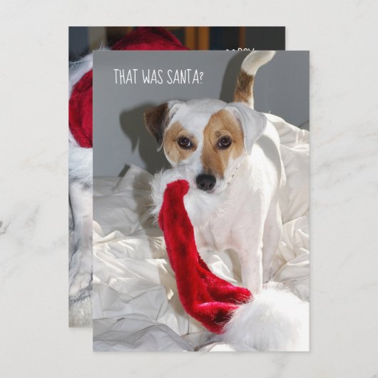 Jack Russell Weihnachtskarte (Vorne/Hinten)