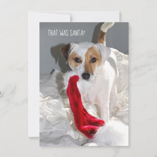 Jack Russell Weihnachtskarte (Vorderseite)