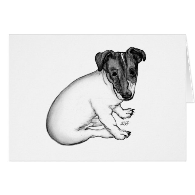 Jack Russell Welpe 10 Wochen alt (Vorderseite (Horizontal))