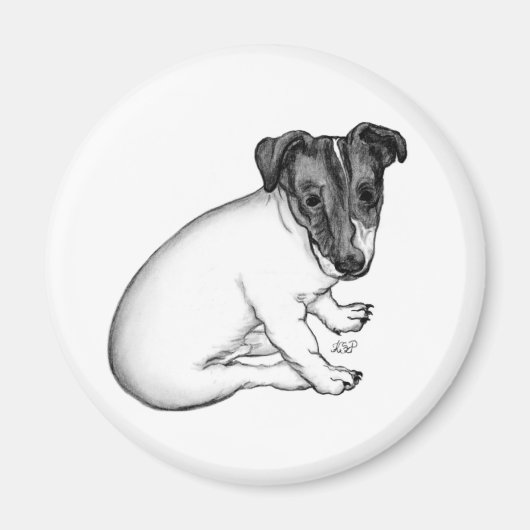 Jack Russell Welpe 10 Wochen alt Magnet (Vorne)