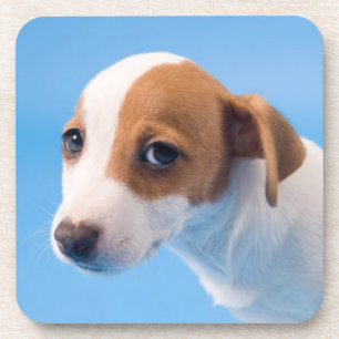Jack-Russell-Welpe Getränkeuntersetzer