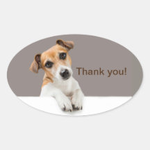 Jack Russell Welpe Süß Niedlich Danke