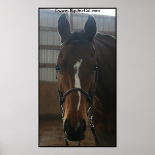 Jack the Quarter Horse Poster