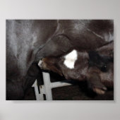 Jack trinkt Milch Poster (Vorne)