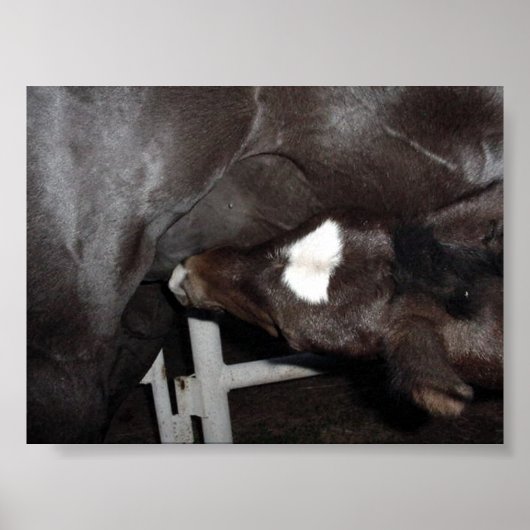 Jack trinkt Milch Poster (Vorne)