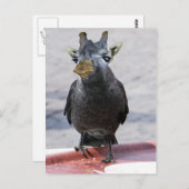 Jackaffe Postkarte (Vorne/Hinten)