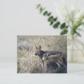 Jackal-Jagd Postkarte (Stehend Vorderseite)