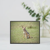 Jackal Postcard Postkarte (Stehend Vorderseite)