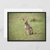 Jackal Postcard Postkarte (Vorne/Hinten)