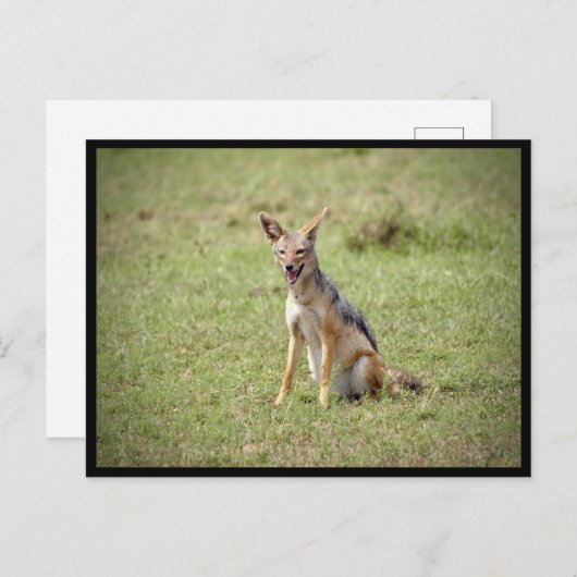 Jackal Postcard Postkarte (Vorne/Hinten)