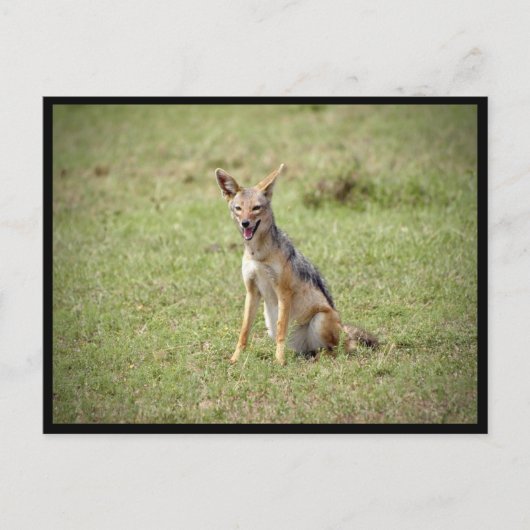 Jackal Postcard Postkarte (Vorderseite)