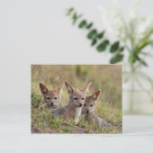 Jackal Pups Postkarte (Stehend Vorderseite)