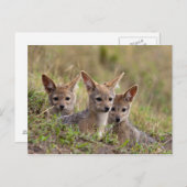 Jackal Pups Postkarte (Vorne/Hinten)