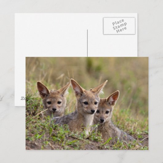 Jackal Pups Postkarte (Vorne/Hinten)