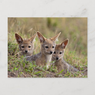 Jackal Pups Postkarte