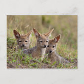 Jackal Pups Postkarte (Vorderseite)