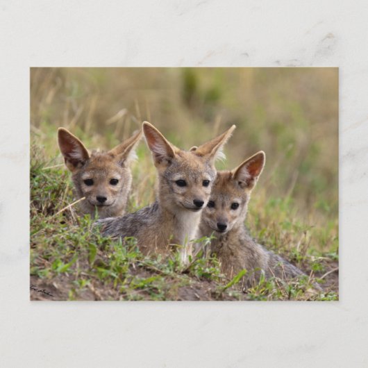 Jackal Pups Postkarte (Vorderseite)