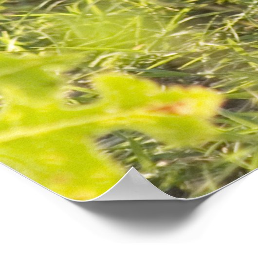 Jackalope 1 poster (Ecke)