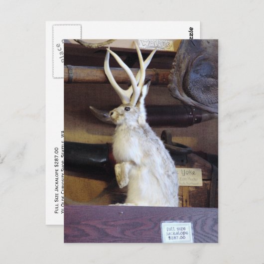 Jackalope in voller Größe $287,00 Postkarte (Vorne/Hinten)