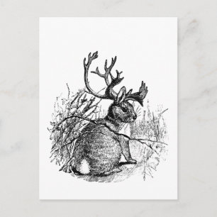 Jackalope Postkarte