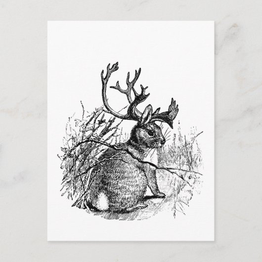 Jackalope Postkarte (Vorderseite)