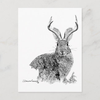 Jackalope Postkarte