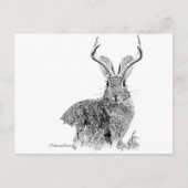 Jackalope Postkarte (Vorderseite)