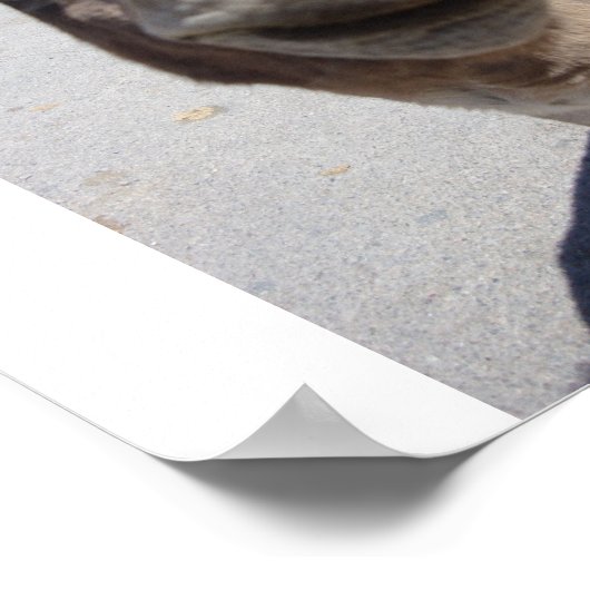 Jackass 002 poster (Ecke)