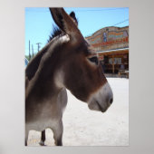 Jackass Poster (Vorne)