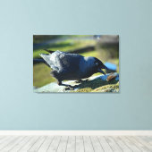 Jackdaw-Essen Leinwanddruck (Insitu (Holzboden))