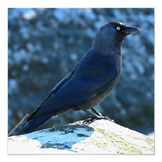 Jackdaw Fotodruck (Vorne)