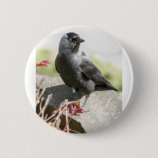 jackdaw.jpg button (Vorderseite)