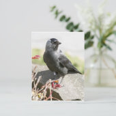 jackdaw.jpg postkarte (Stehend Vorderseite)