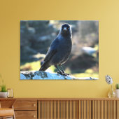 Jackdaw Leinwanddruck (Insitu (Wohnzimmer))