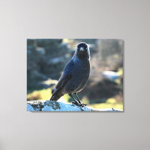 Jackdaw Leinwanddruck