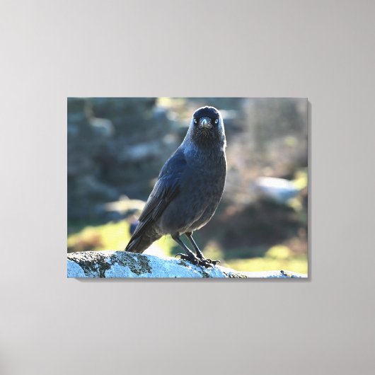 Jackdaw Leinwanddruck (Vorderseite)